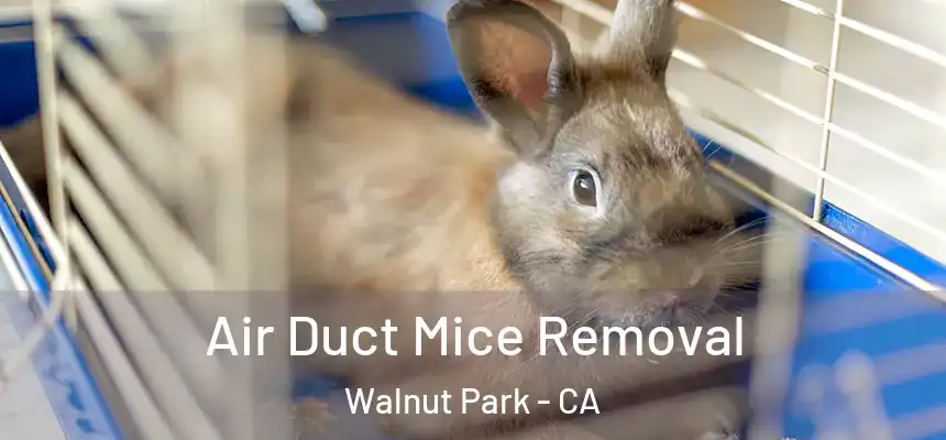  Air Duct Mice Removal Walnut Park - CA